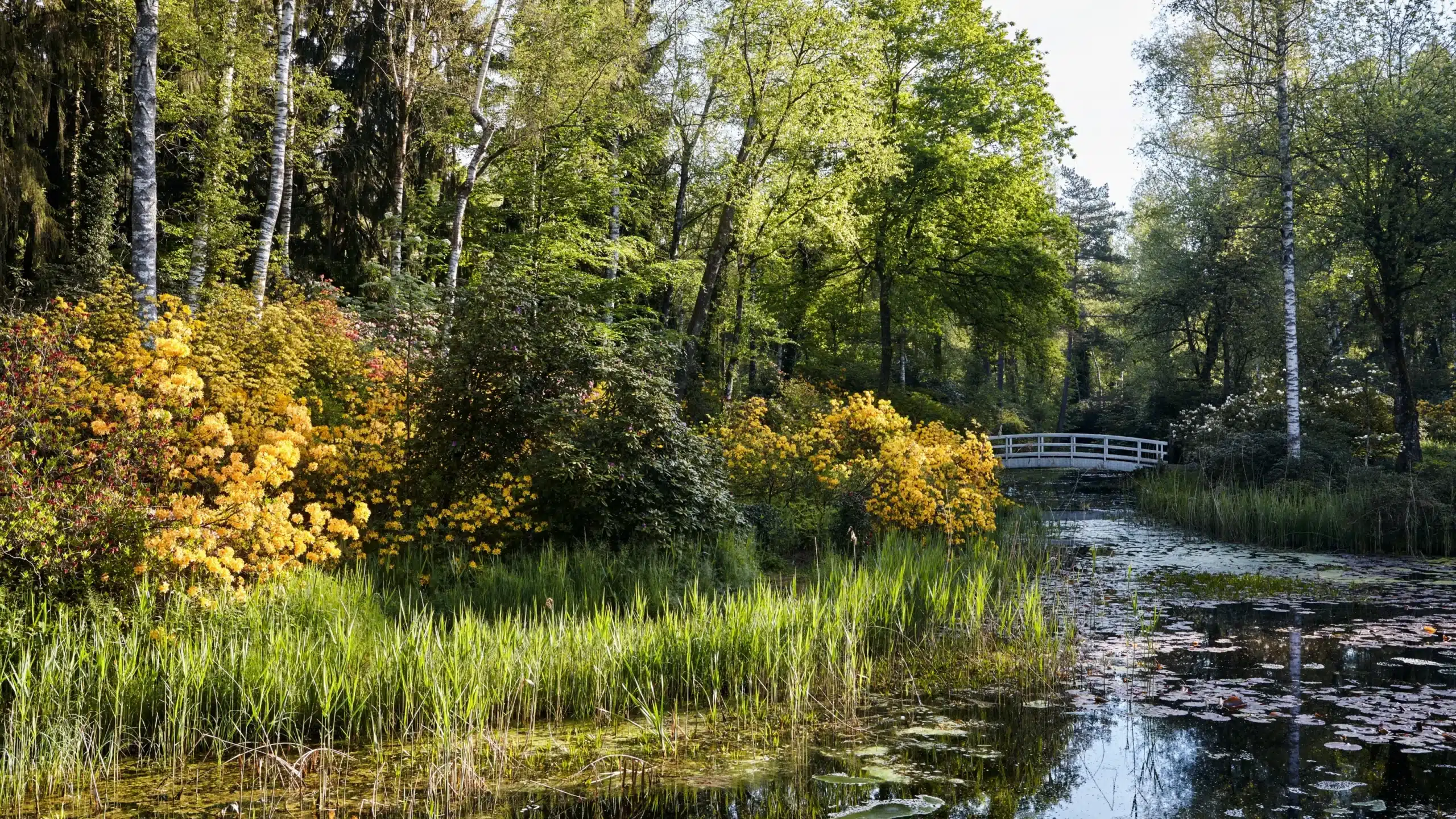 Ein ruhiger Teich mit Seerosenblättern ist von hohen grünen Gräsern, gelb blühenden Büschen und Bäumen gesäumt; im Hintergrund überquert eine kleine weiße Fußgängerbrücke das Wasser.